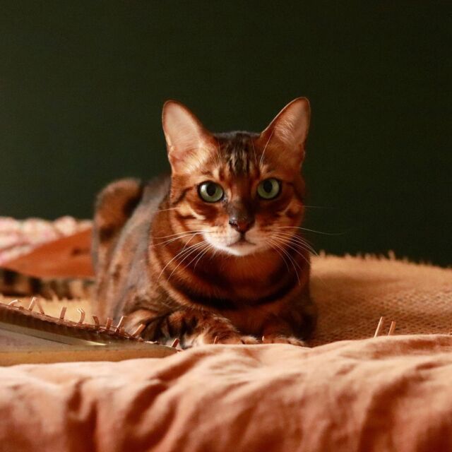 Tuco thinks this is his room...⠀
It’s week 4 of the @betterhomesandgardens @oneroomchallenge and I gotta say... I’m not sure I'm feeling this dark green color I chose for the walls. 😐⠀
⠀
I was going for dark academia vibes but this is giving old man western or something 🤠.⠀
⠀
Even though I've wasted a ton of time already, I think I'm gonna start from scratch and repaint it to match the rest of the house in @valspar Swiss Coffee. ⠀
⠀
I can’t say I'm not feeling a little defeated, but Walt is going to do some of the work in here while I'm at school, so I think I’ll be okay.⠀
⠀
On the plus side, I just got some cane webbing for the headboard and I do think it's gonna turn out nice! I’m gonna work on it tomorrow, so be sure to catch it on stories!⠀
⠀
Is anyone else participating in the challenge? I want to see your progress!⠀
⠀
⠀
#oneroomchallenge⠀
#betterhomesandgardens⠀
#darkgreenpaint⠀
#darkacademiabedroom⠀
#eclecticdecor⠀
#diyhomerenovation